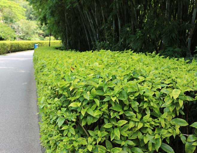 pduid5qm从尘世浮烟转采于2021-11-25 16:06:25扶桑篱灌木球/绿篱pdu