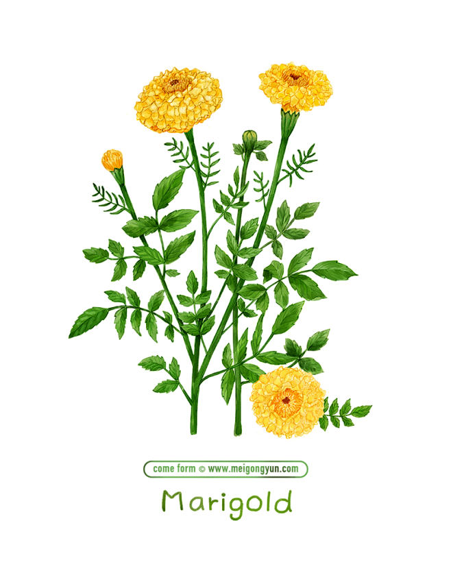 美工云 手绘草本植物鲜花万寿菊花卉psd素材 免抠png
