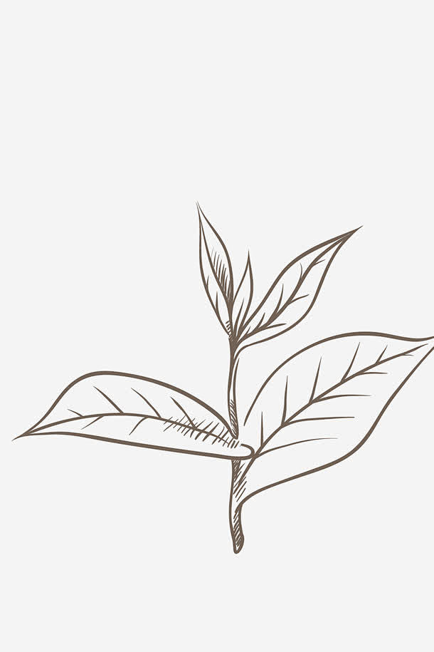 15:15:19黑色线条茶叶矢量素材png素材对位该采集也在以下画板加载