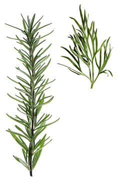 油炸大蜗牛采集到植物素材