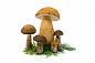 Serhiy Khomyak在 500px 上的照片Mushrooms Boletus.