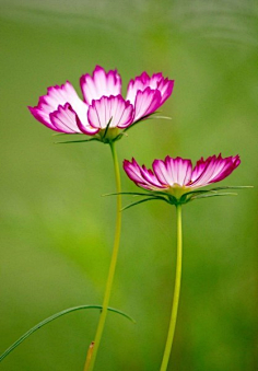 ᘛི迷ᘚྀ采集到ণ花ᘙ¹