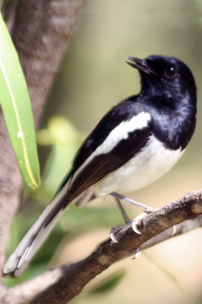 雀形目·鹟科·鹊鸲属:马岛鹊鸲