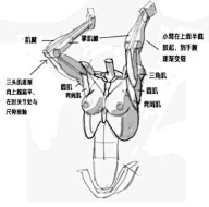 老妇女采集到人体结构