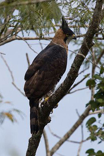 鹰形目鹰科黑白鹰雕属丽鹰雕