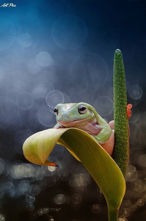 Froggie