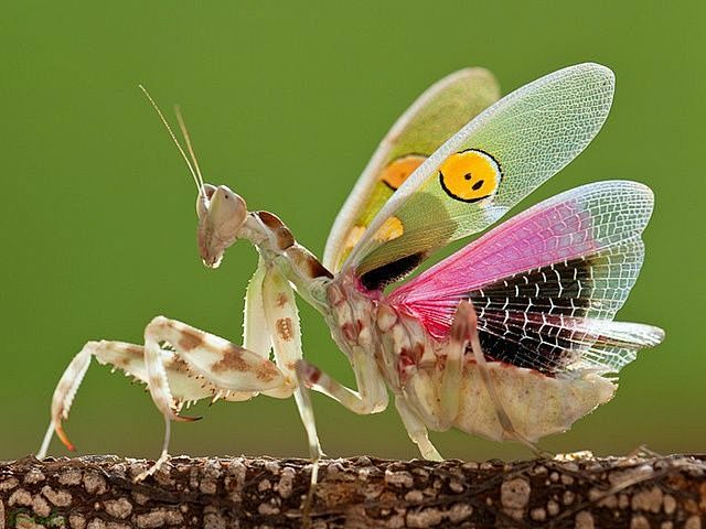 珍稀少见物种螳螂