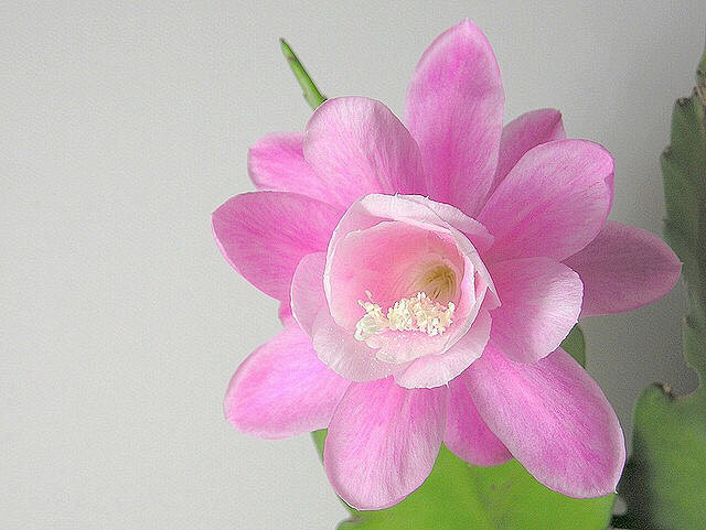 清新=淡雅采集到花朵