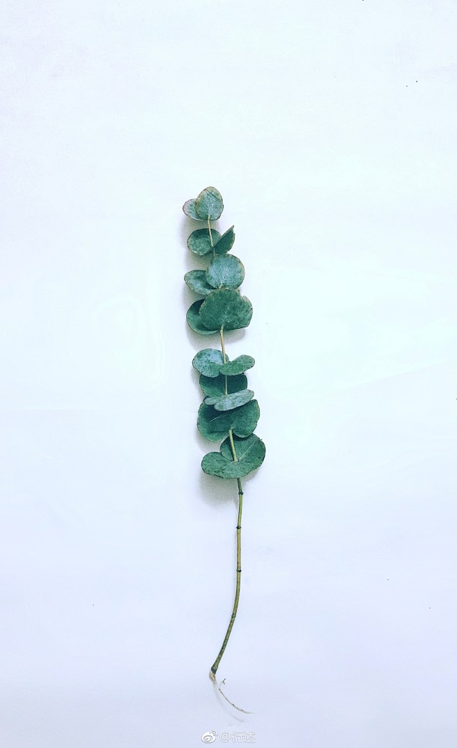 植物叶子尤加利