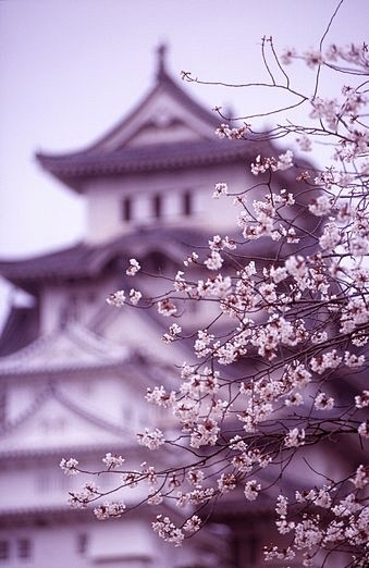 图片日本樱花风景紫色