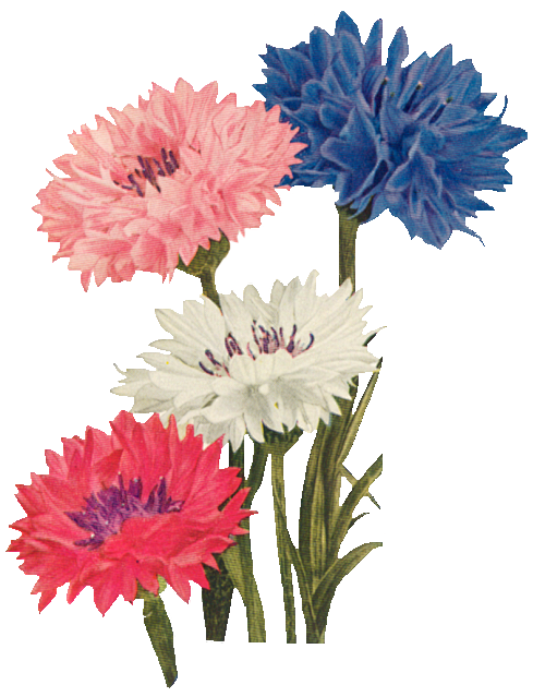 转载花朵png免抠素材