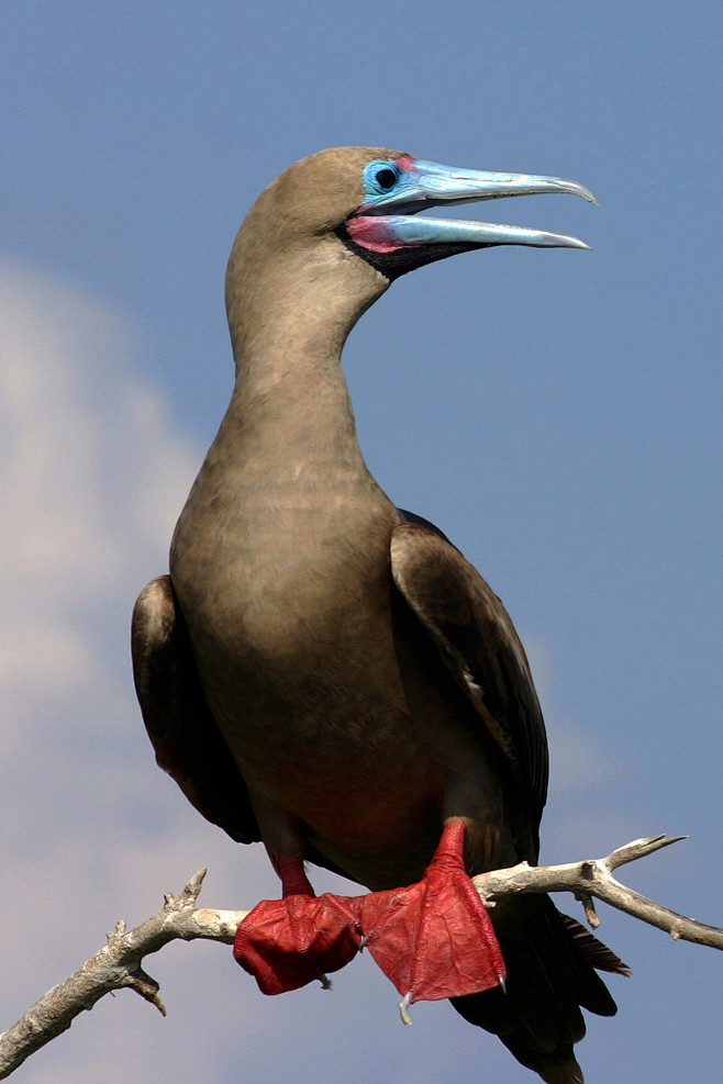 鲣鸟目鲣鸟科鲣鸟属红脚鲣鸟