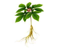 取个昵称好难吖采集到植物/水果/花
