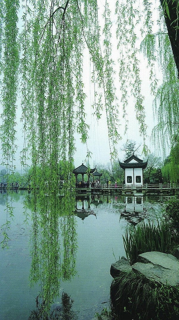 顶好视觉春暖花开柳丝垂微风微风