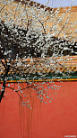 紫禁城中的李花开了，“枝缀霜葩白，无言笑晓风”，美好的春日来了！