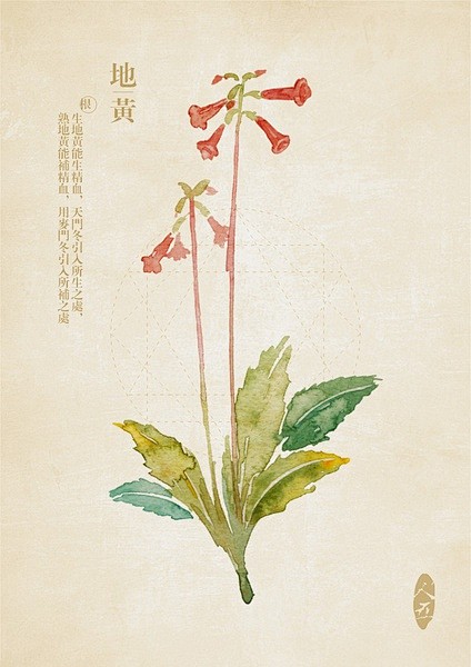 地黄