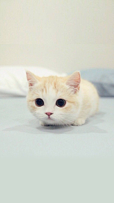 图饭sir采集到【动物~猫咪鹿手机壁纸】