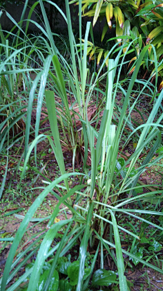 com 【紫苏】又叫白苏,赤苏,红苏,香苏,黑苏,白紫苏,青苏,野苏,苏麻