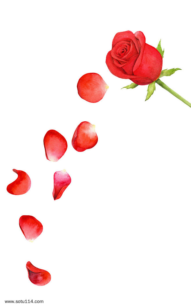 手绘玫瑰花瓣