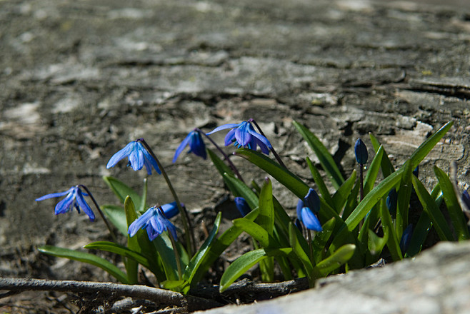 西伯利亚海葱 (scilla siber.