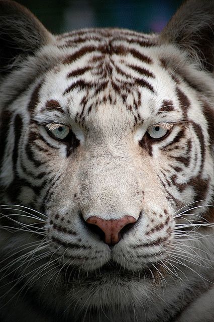 whitetiger野生动物