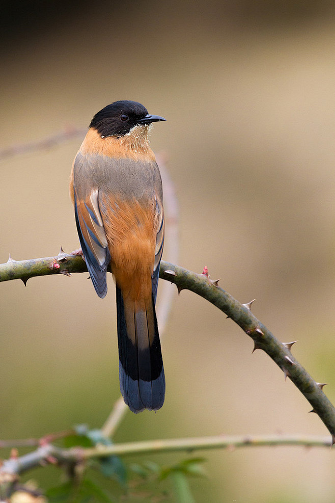 雀形目噪鹛科奇鹛属黑顶奇鹛