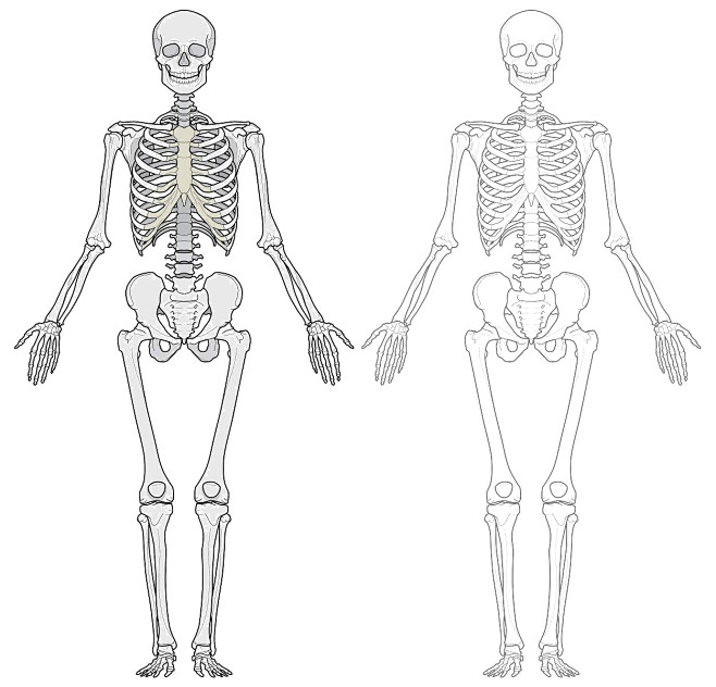 骨骼基本形设计图图片