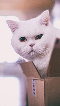 图饭sir采集到【动物~猫咪鹿手机壁纸】