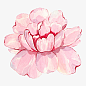 盛开的粉色花朵图 页面网页 平面电商 创意素材 png素材
