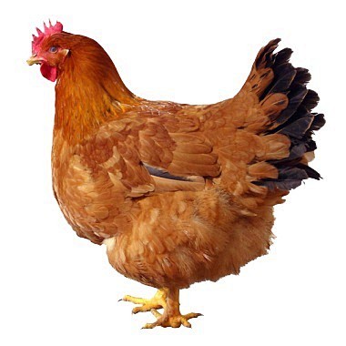 母鸡摄影图片素材