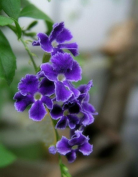 植物/花卉 紫罗兰的花语 br..._百度图片