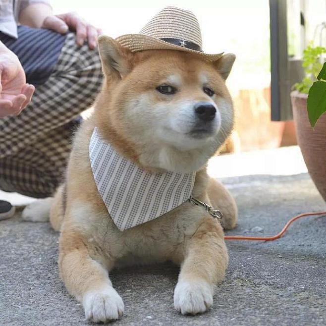 日本网红柴犬ryuji今年9岁可爱痞气的长相丰富的表情及迷之气场靠邪魅