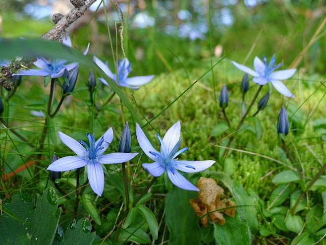 美丽肋柱花lomatogonium Bellum 龙胆科肋柱花属 林下苔藓中的平展的蓝花 秋天的高山也是龙胆科植物的舞台 不像春夏 那样遍野喧嚣 只是在这里那里的角落里 在更接近天空的地方开出更接近天空的颜色