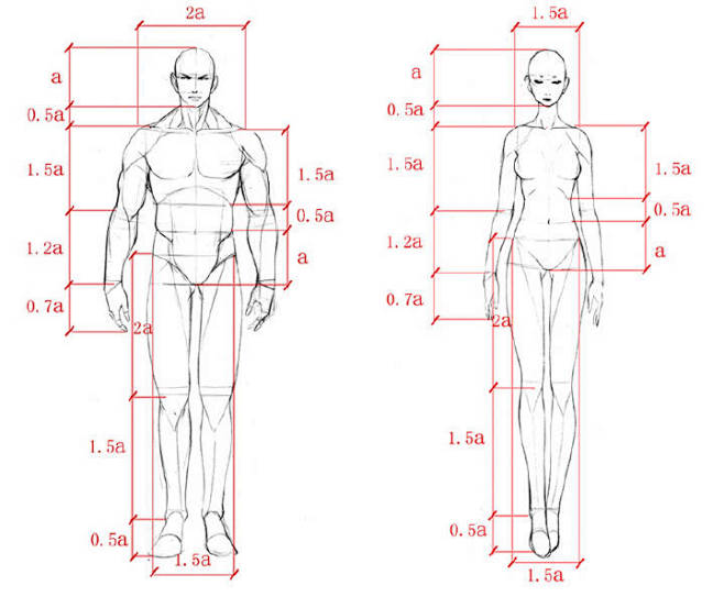 人体比例标准图 简单图片