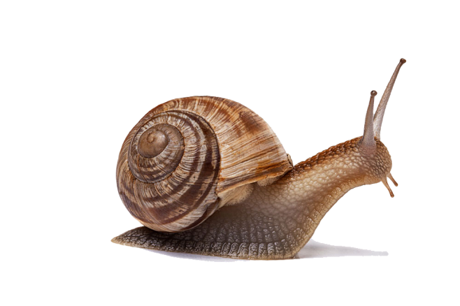 蜗牛