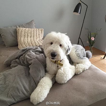 早早被立邦漆里的古牧吸引不遮住眼睛也这么萌