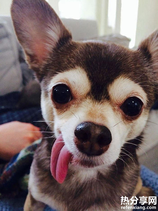 25个爱吐舌头的小动物萌萌哒就像小孩子扮鬼脸一样动物们吐舌头的样子