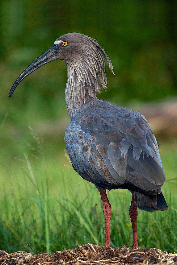 鹈形目鹮科鹮属铅色鹮