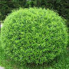 艳子1107采集到植物