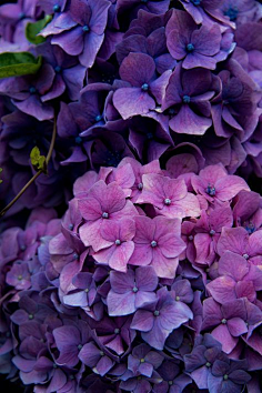 色绀紫色绛紫芋紫