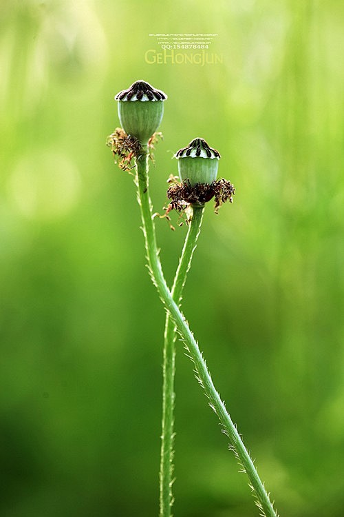 (我如果爱你,绝不像攀援的凌霄花,借你的高枝炫