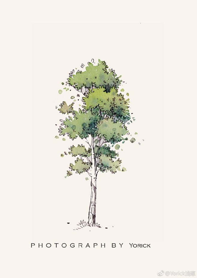 水彩风景钢笔淡彩一棵春小树教程67作者yorick浅葱02026767