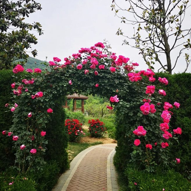 玫瑰花院玫瑰花园图片一片玫瑰花园图片三翁花园景区玫瑰花玫瑰花花园