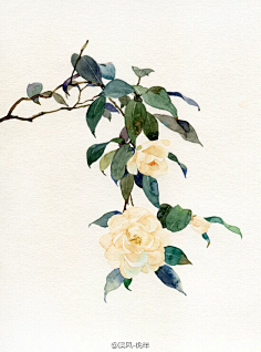 夏明采集到那些花儿