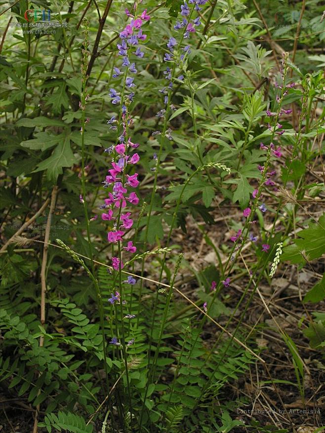 oxytropiscaerulea蓝花棘豆