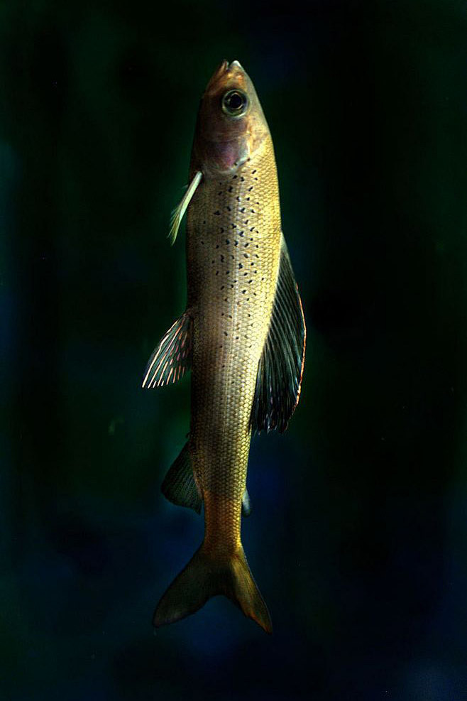 鲑形目鲑科北极茴鱼