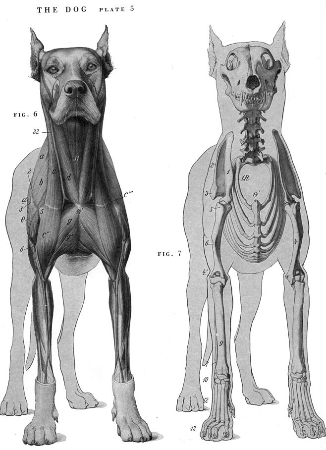 犬科动物肌肉结构图图片