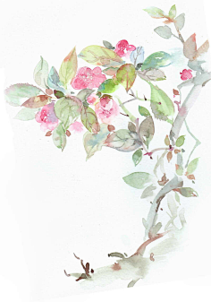 小宅爱学习采集到花/提取物/精华