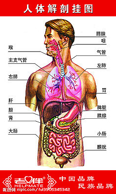 人体解剖结构图片解说图片