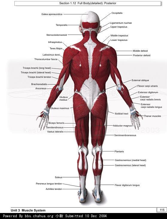 轉載人體肌肉解剖